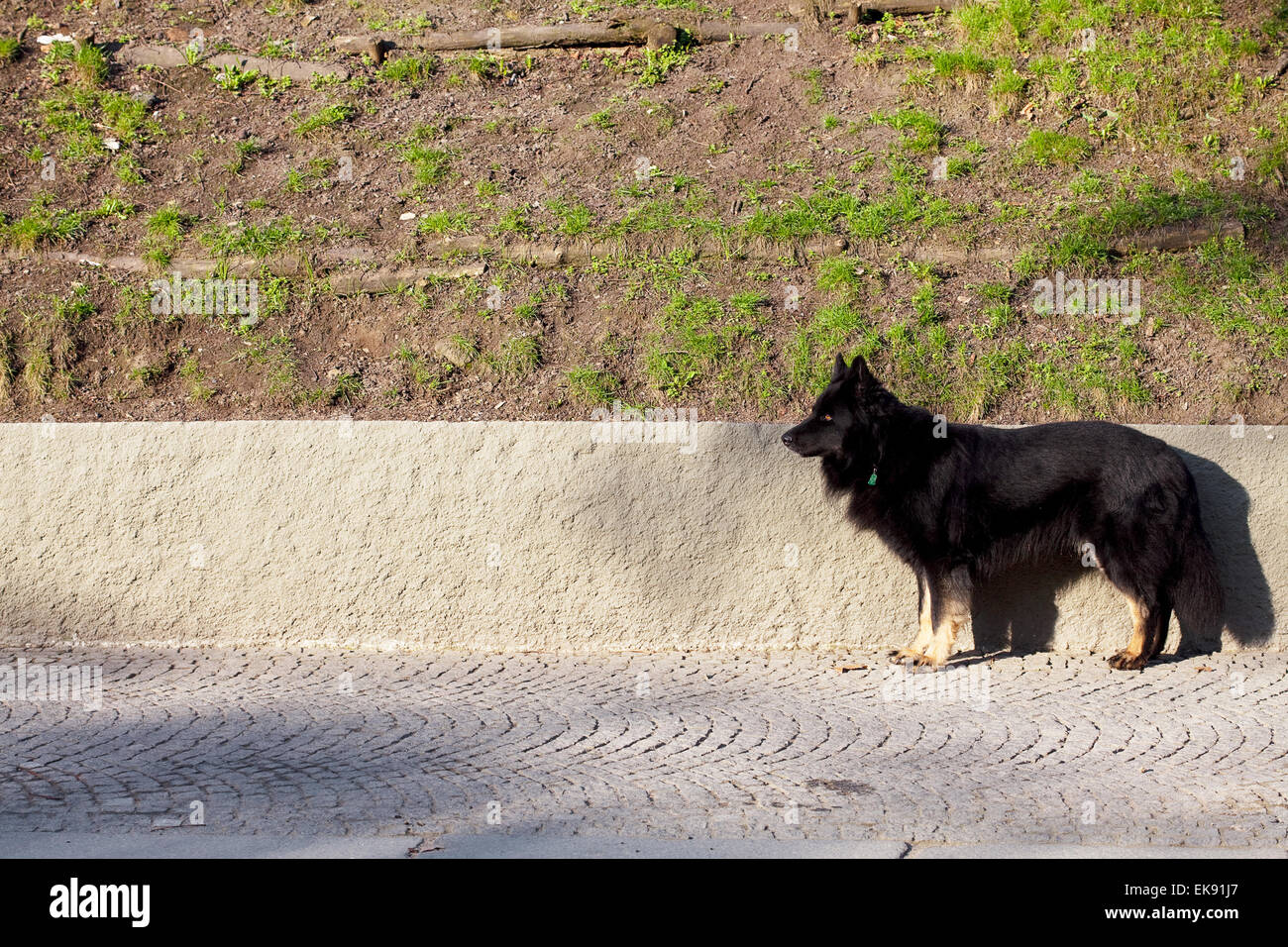 black dog standing on the pavement Stock Photo - Alamy
