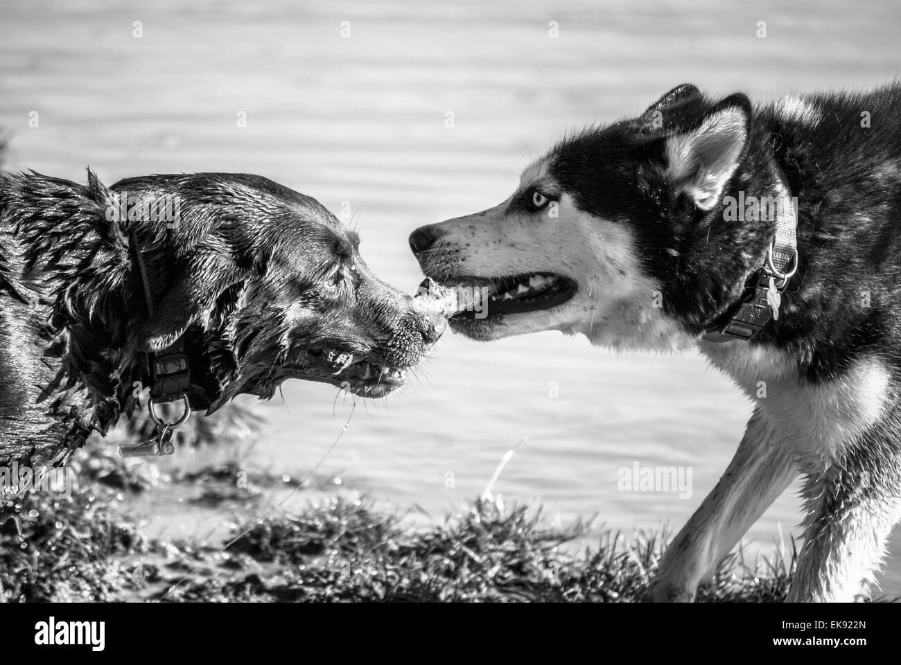 Tug of War - between two dogs Stock Photo