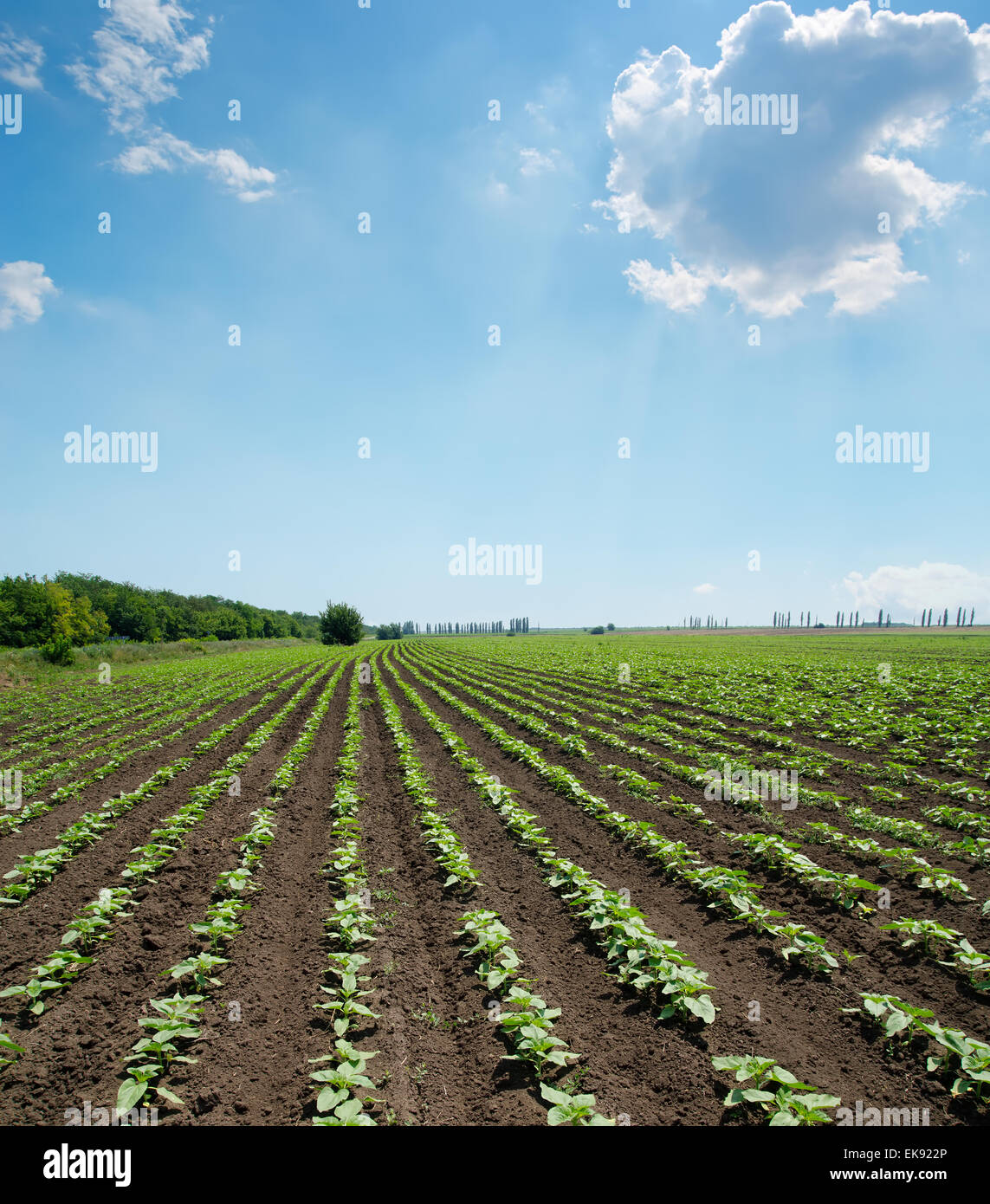 field with green shots of sunflower under cloudy sky Stock Photo - Alamy