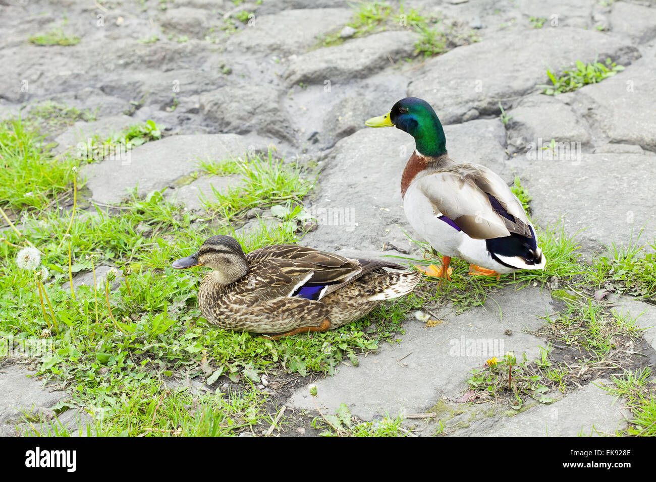 ducks sitting on the grass Stock Photo Alamy