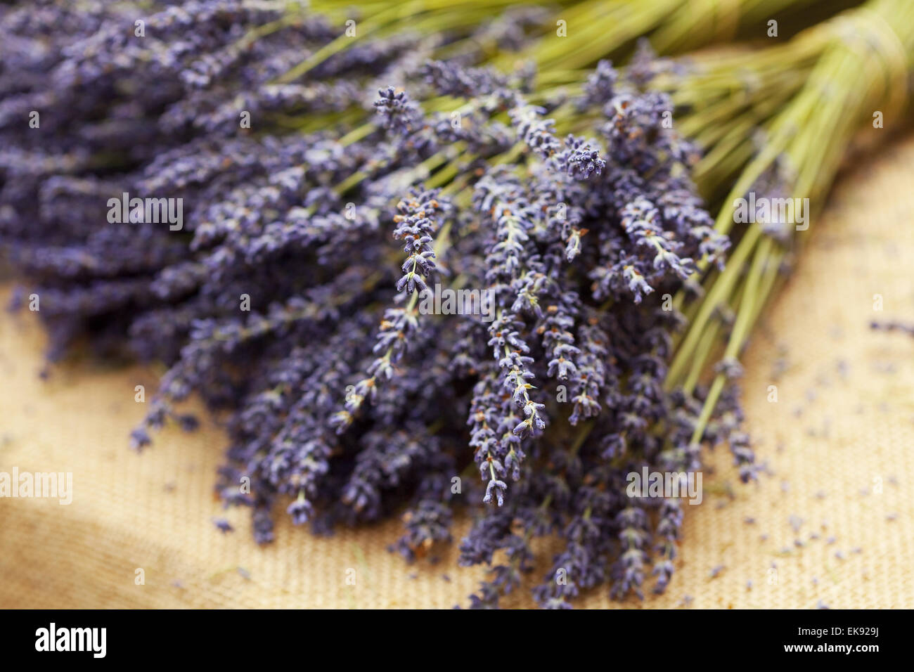 bunch of lavender Stock Photo