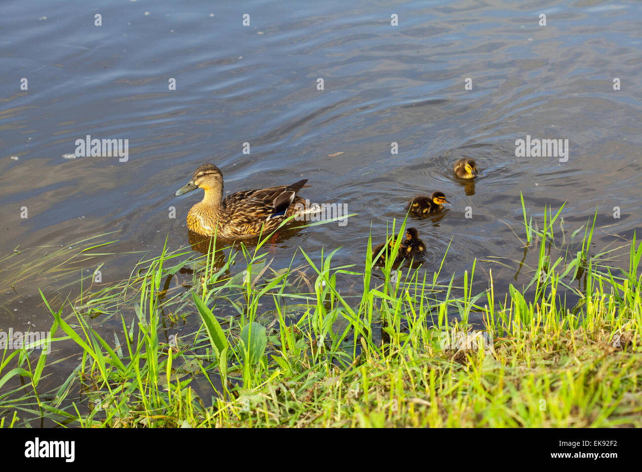 duck with ducklings swimming in the water Stock Photo Alamy