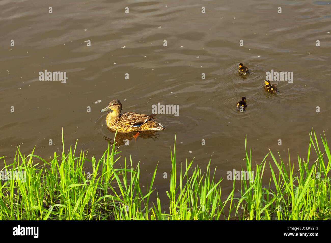 duck with ducklings swimming in the water Stock Photo Alamy