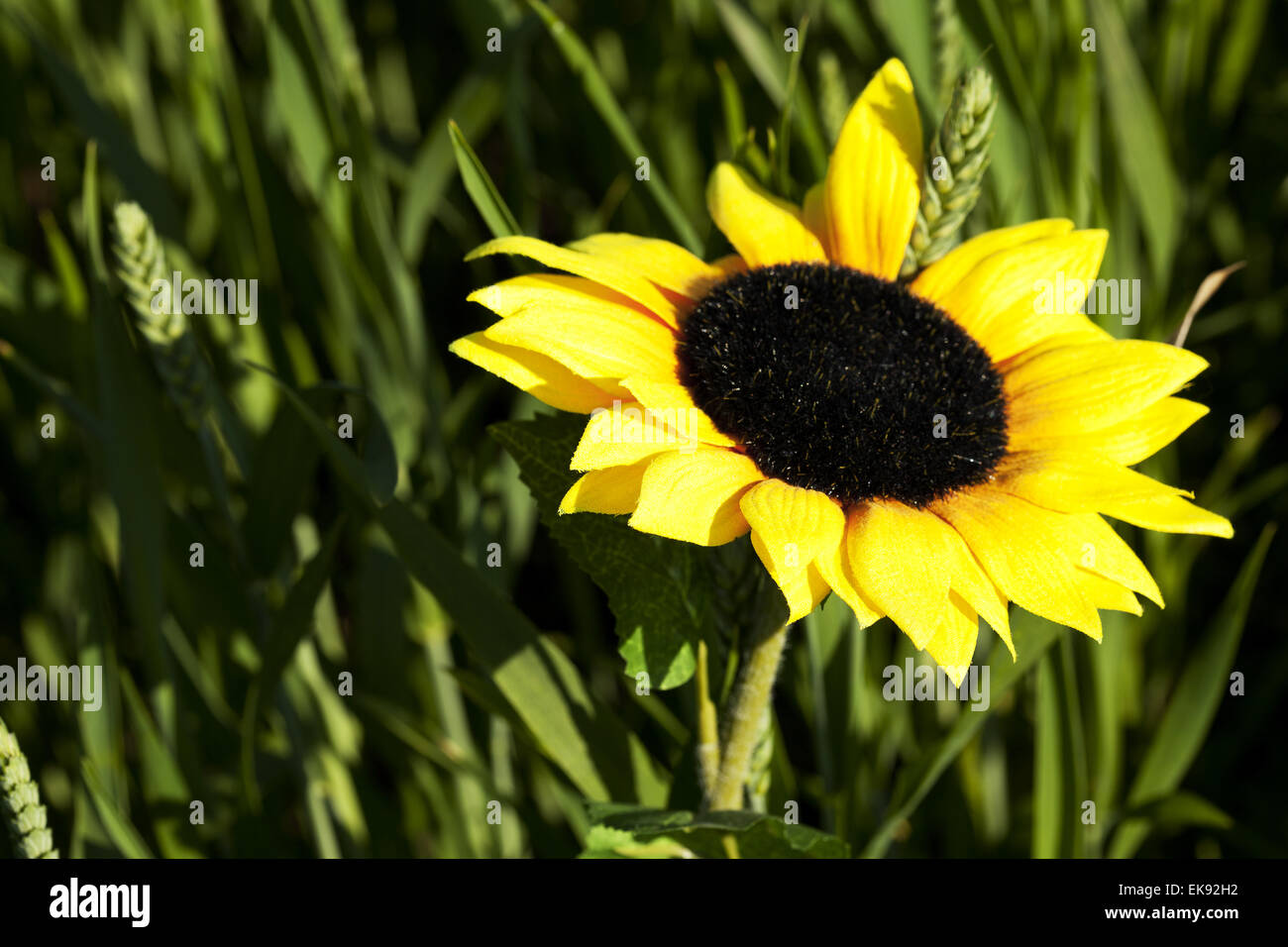 sunflowers on a background of green grass Stock Photo Alamy
