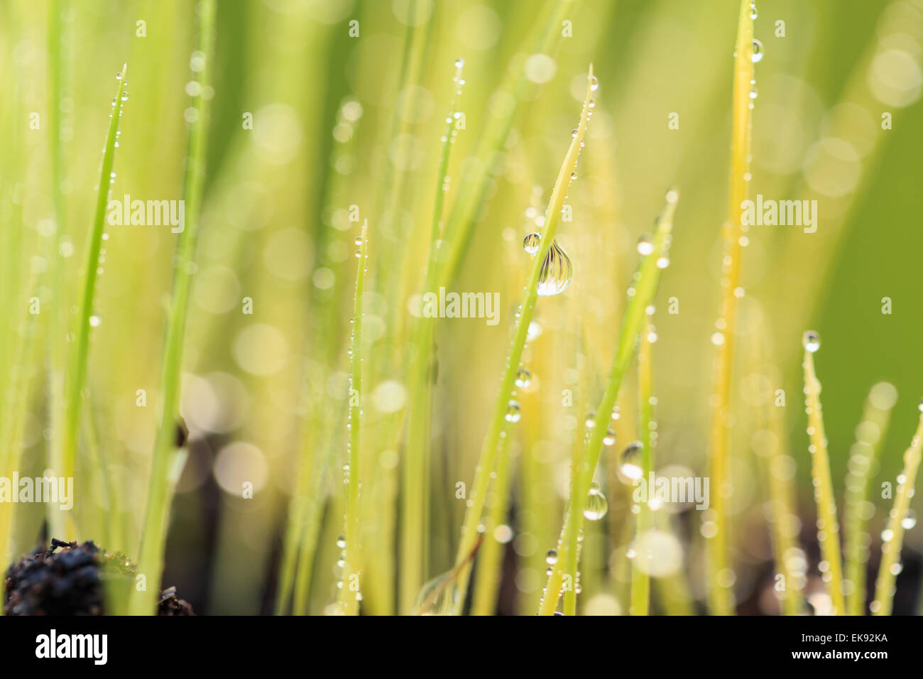 Close up Dew drops on green grass Stock Photo - Alamy