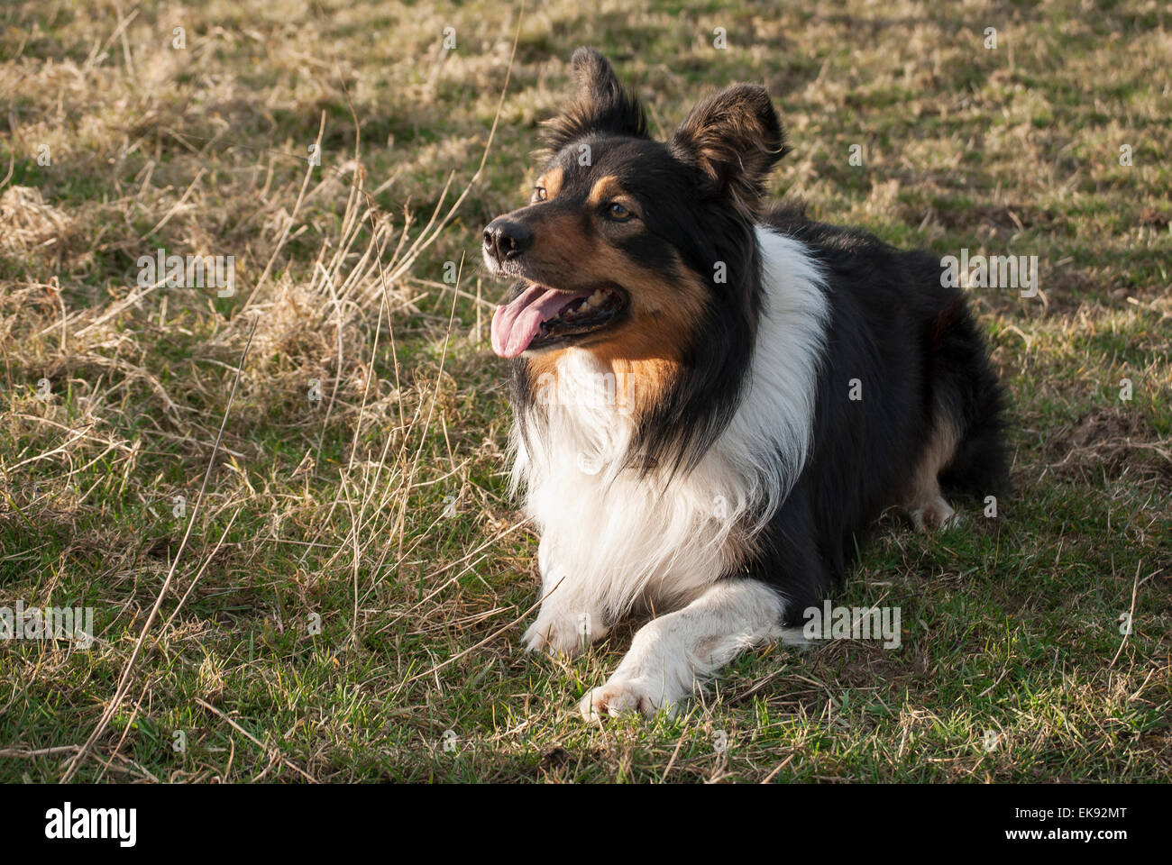 A beautiful Sheepdog resting in the sun in the countryside Stock Photo