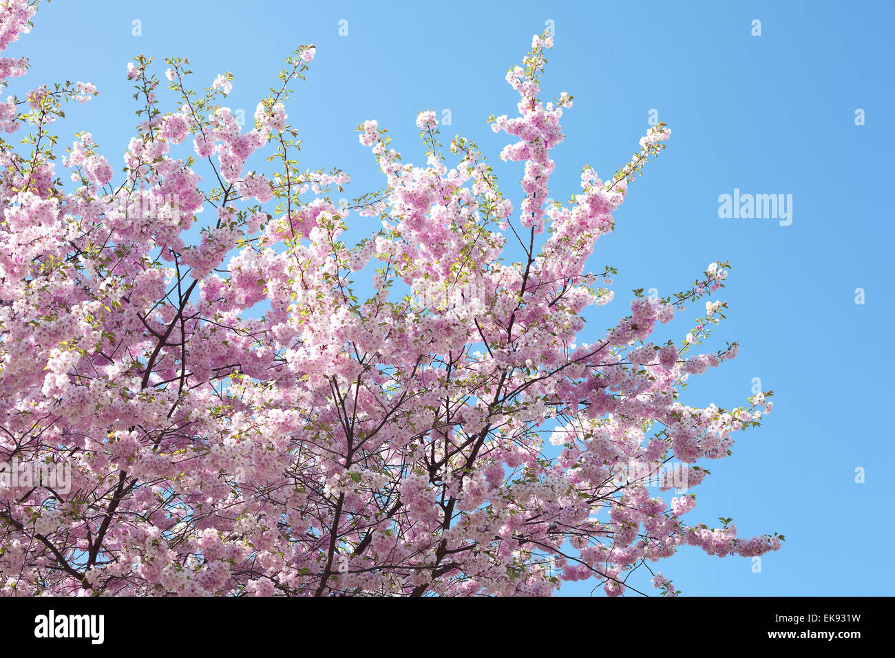 sakura against the blue sky Stock Photo - Alamy