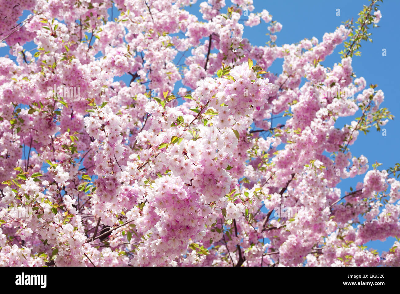 sakura against the blue sky Stock Photo - Alamy