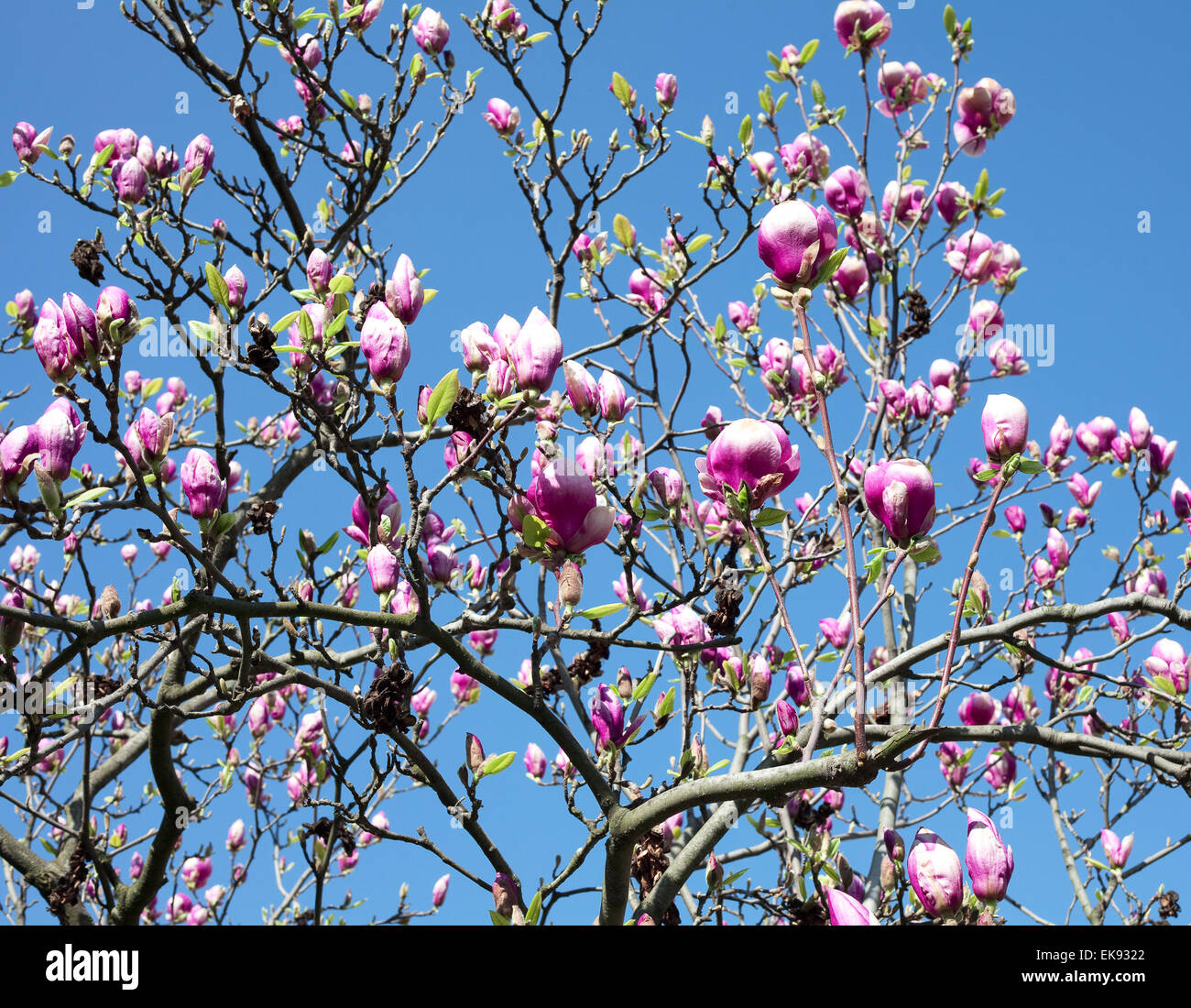 magnolia against the blue sky Stock Photo - Alamy