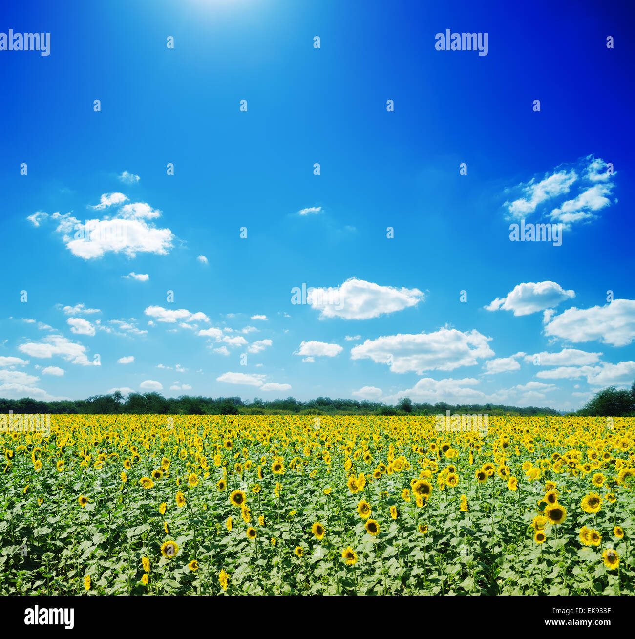 sunflowers field and white clouds on blue sky Stock Photo - Alamy