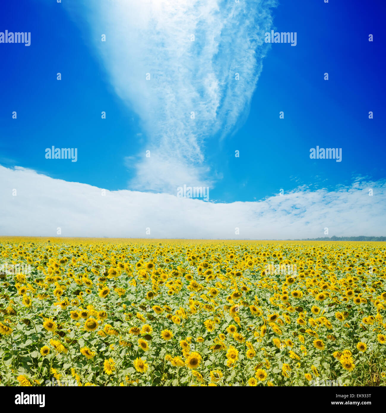 sunflowers field and white clouds on blue sky Stock Photo - Alamy