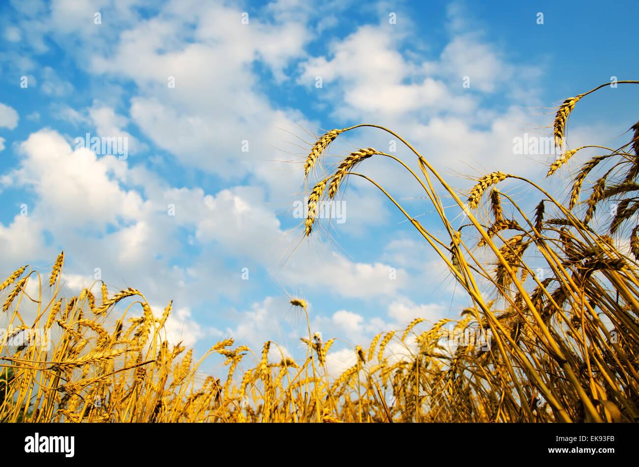 Golden wheat ears with blue sky over them. south Ukraine Stock Photo ...