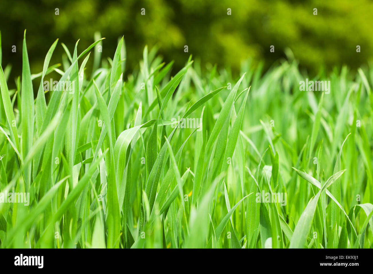 background of green grass Stock Photo - Alamy