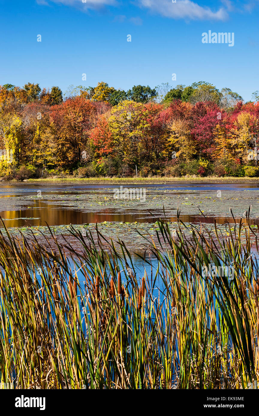 Autumn pond and foliage, Connecticut,  USA Stock Photo