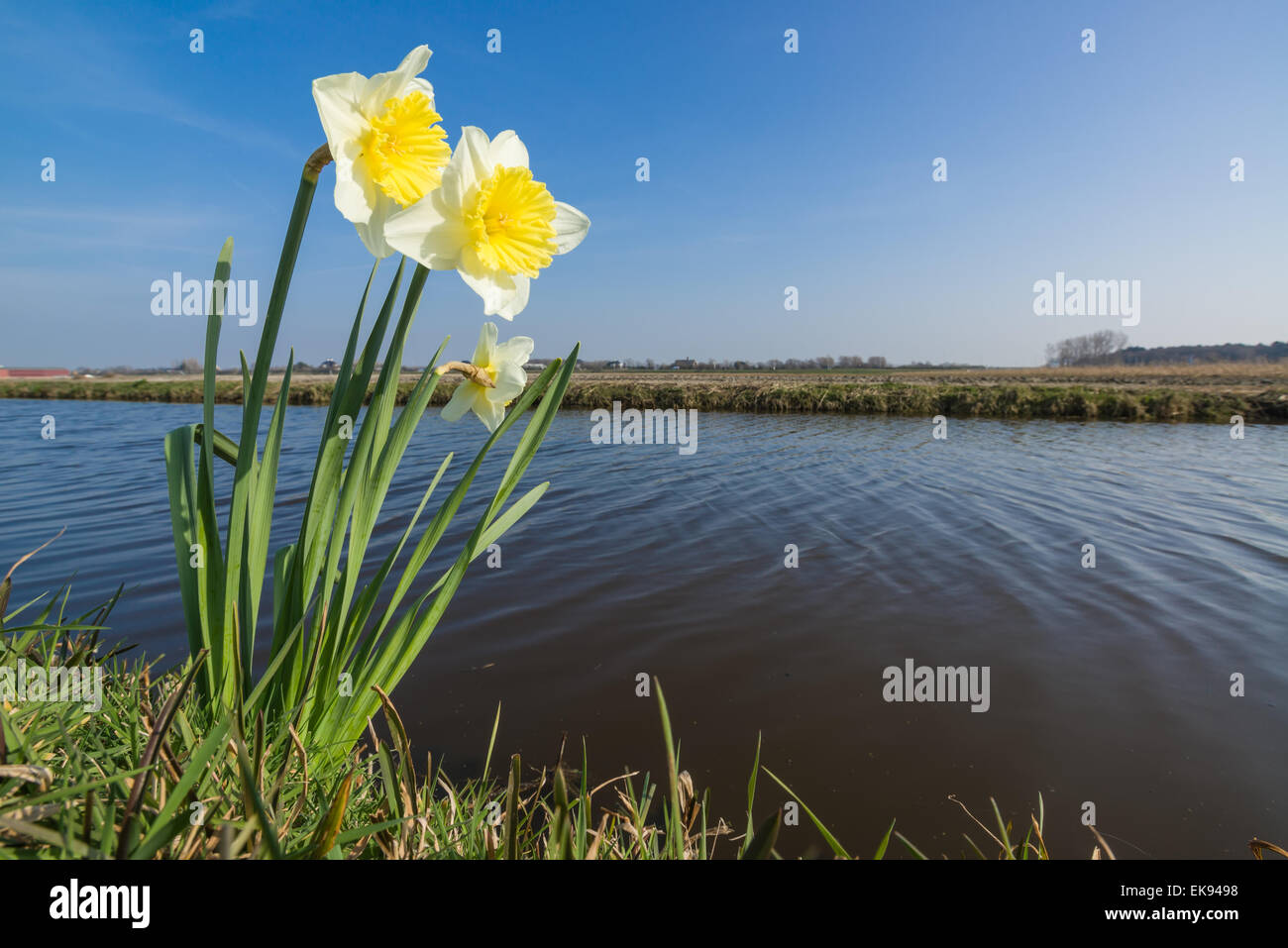 Lonely narcissus near the water edge, the Netherlands Stock Photo Alamy