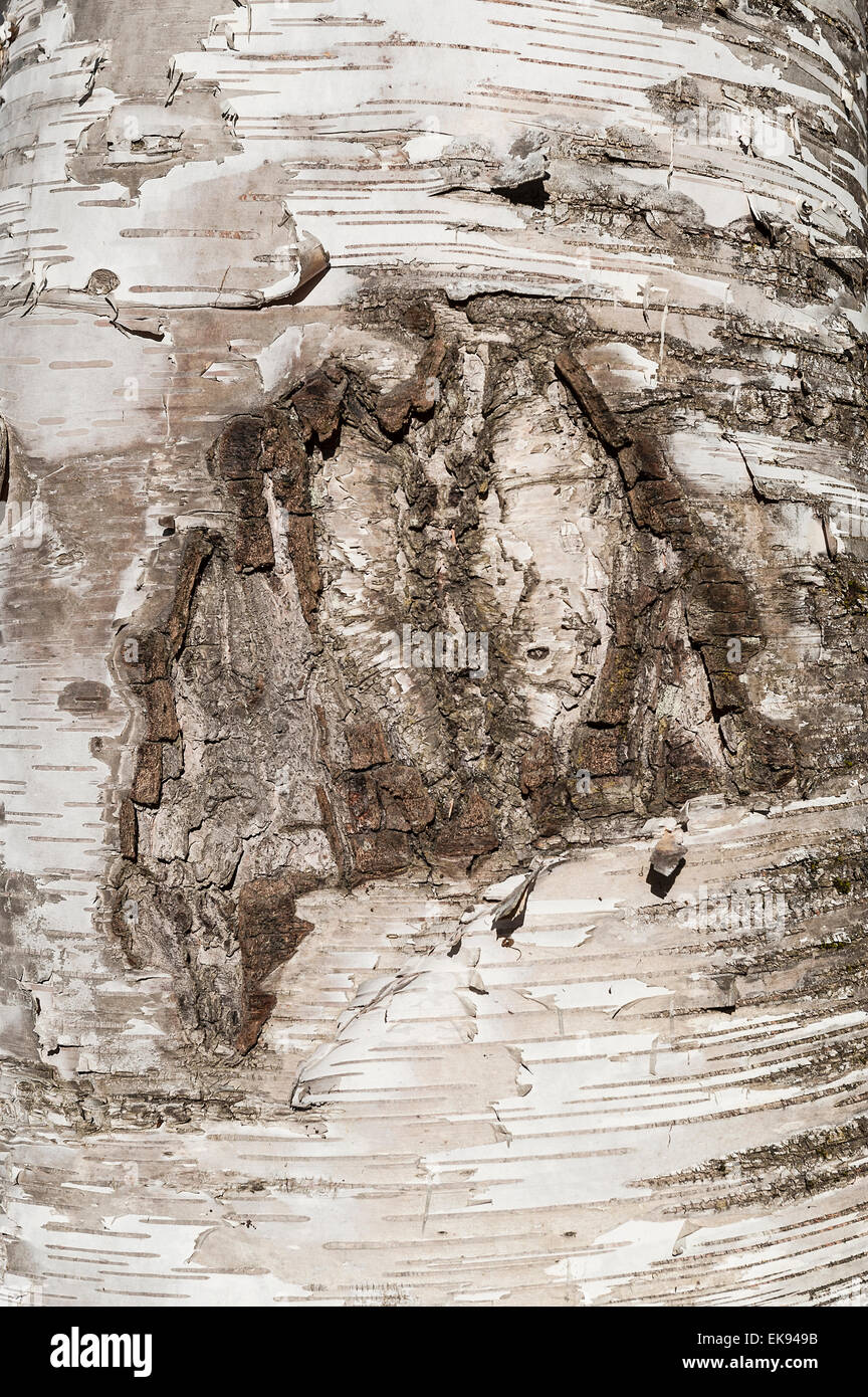 Detail of birch tree bark, Vermont, USA Stock Photo