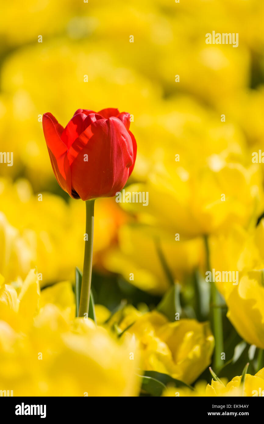 Lonely red tulip in a field of yellow tulips Stock Photo - Alamy