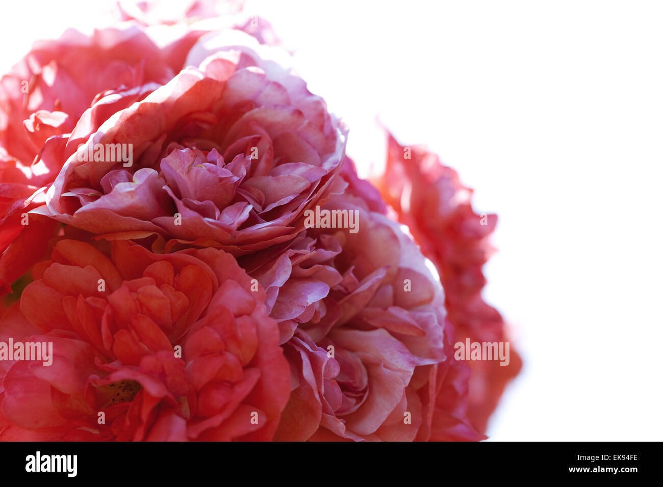rose against the blue sky Stock Photo - Alamy
