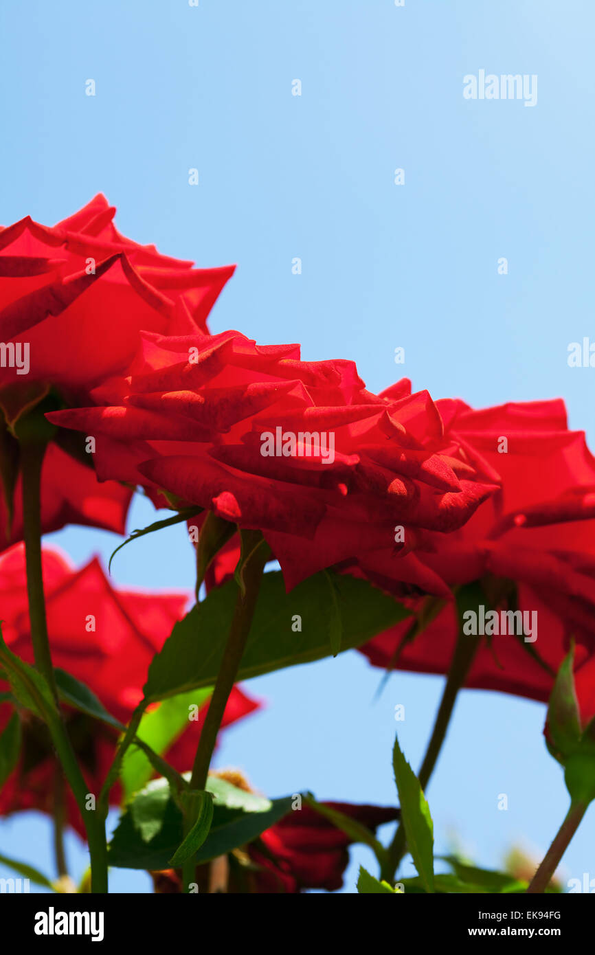 rose against the blue sky Stock Photo - Alamy