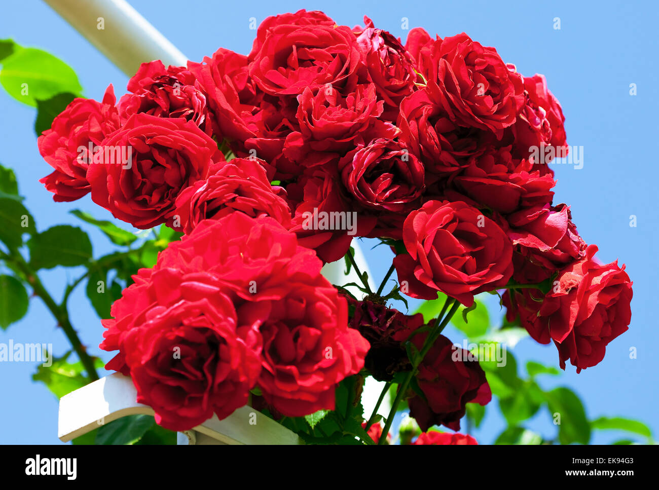 rose against the blue sky Stock Photo - Alamy