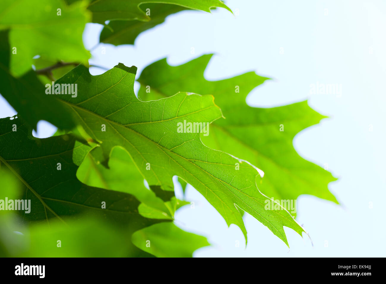 oak leaf against the blue sky Stock Photo - Alamy
