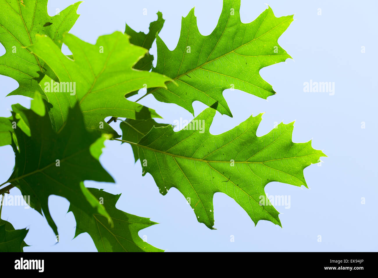oak leaf against the blue sky Stock Photo - Alamy