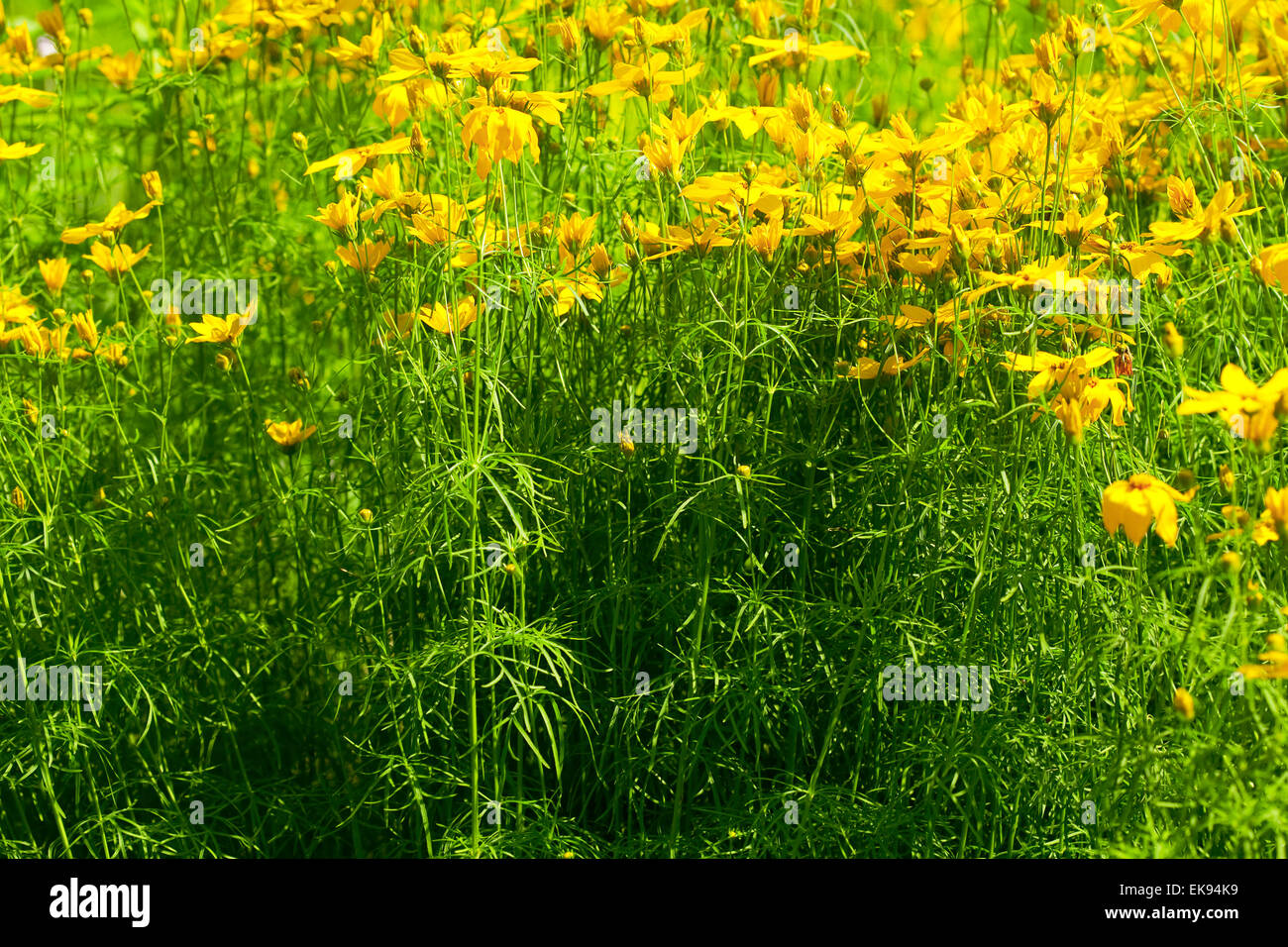 flowers in the park Stock Photo - Alamy