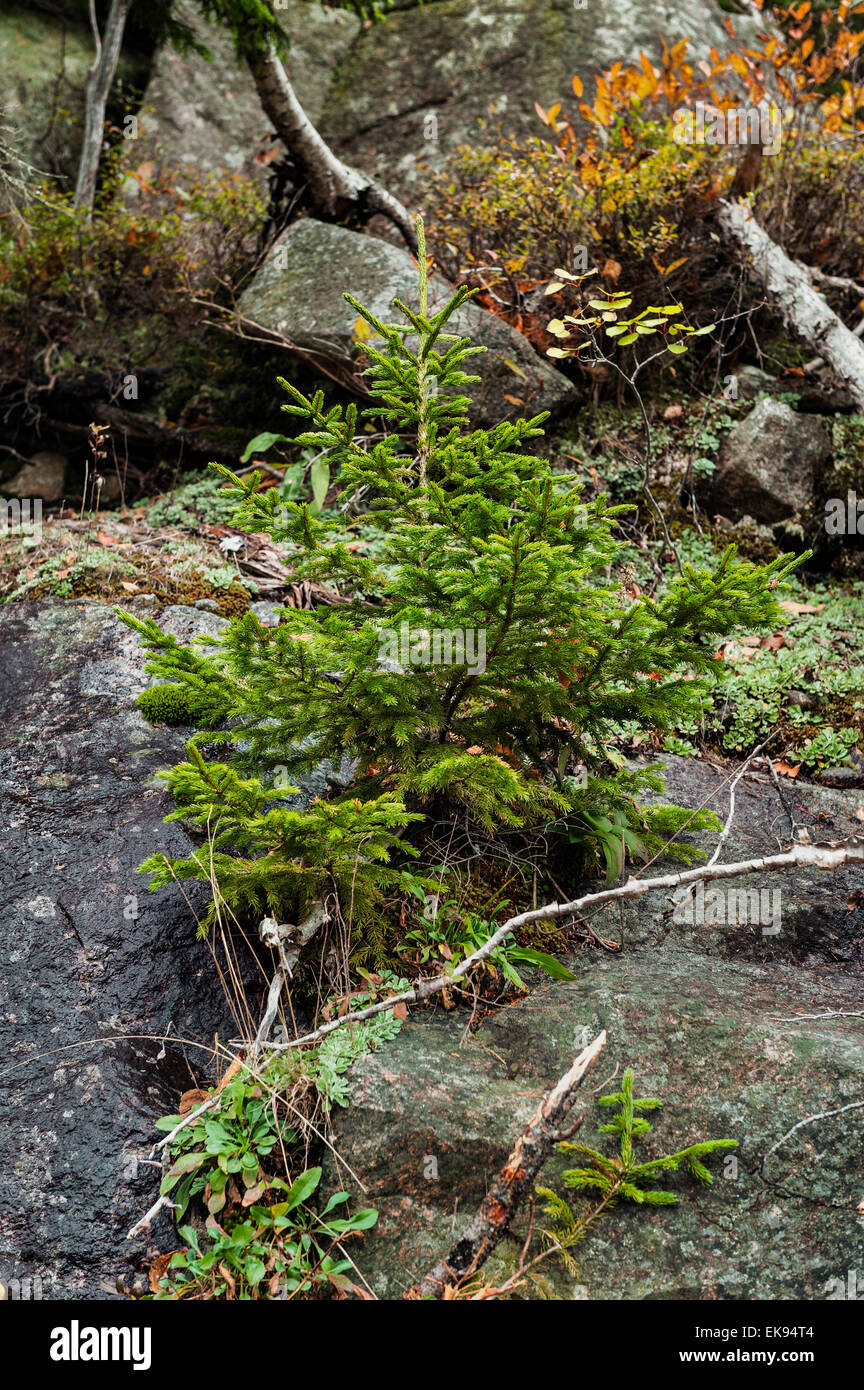 Sapling spruce tree growing amidst granite boulders. Stock Photo