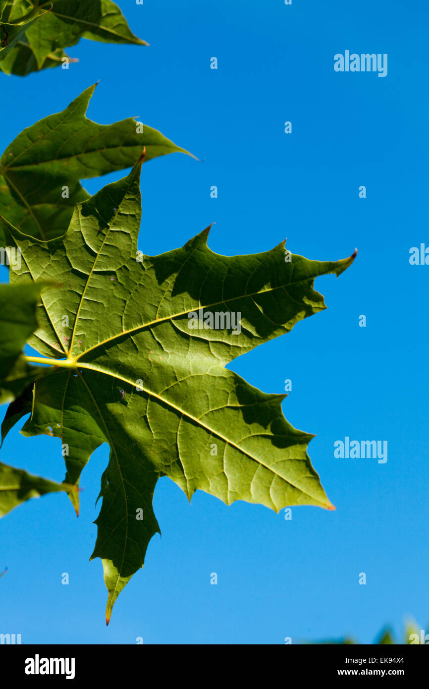 maple leaf against the blue sky Stock Photo - Alamy