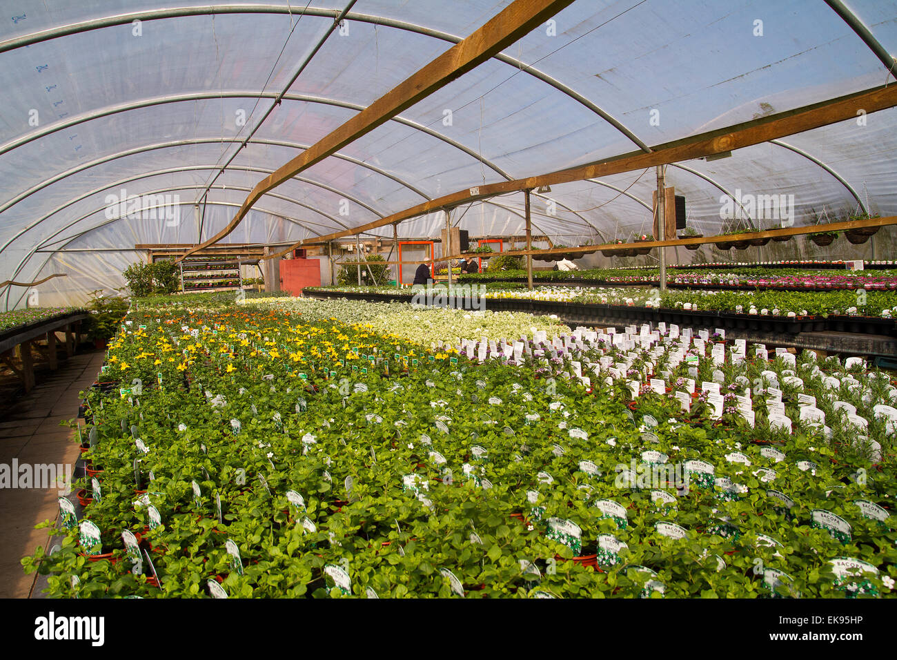 plants in a greenhouse ingarden centre in Somerset UK Stock Photo Alamy