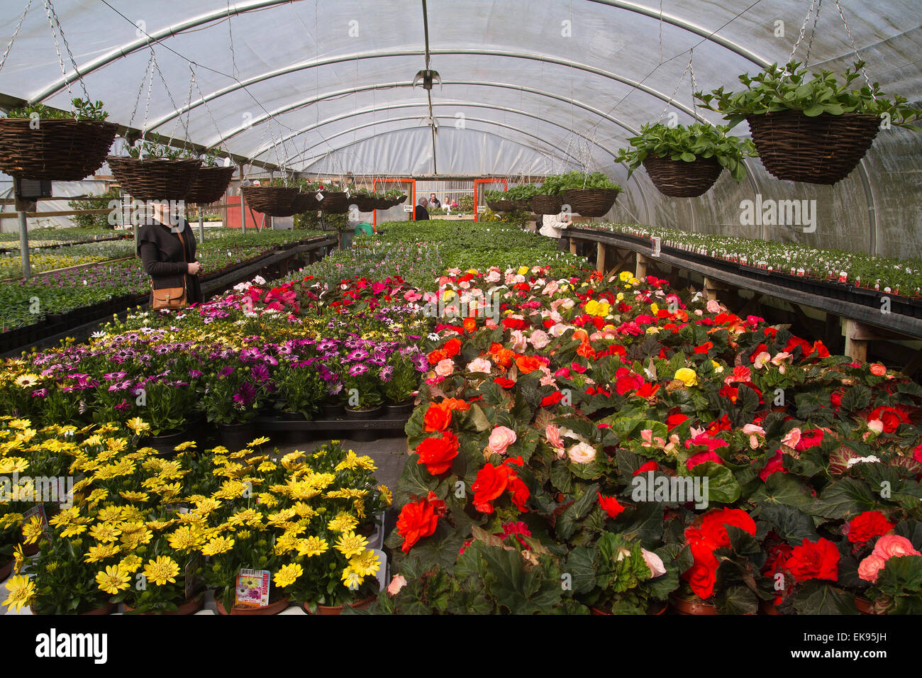 plants in greenhouse at a local garden centre in Somerset Stock Photo