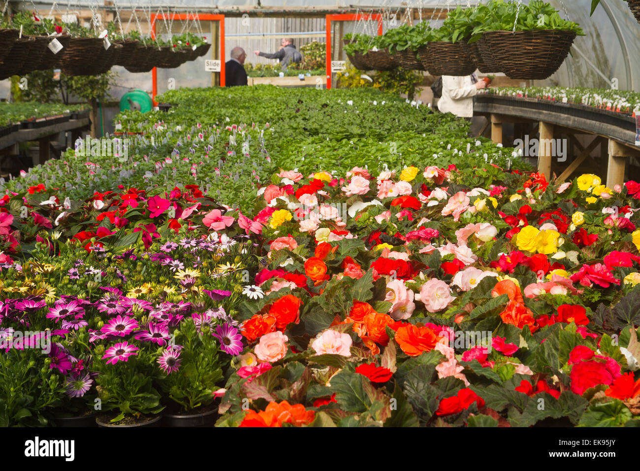 plants in greenhouse at a local garden centre in Somerset Stock Photo
