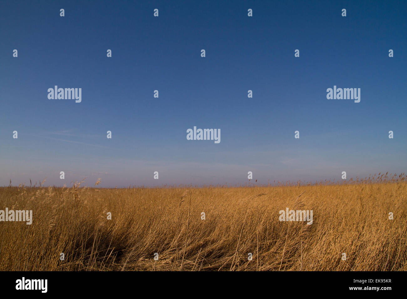 long grass at Steart marshes in Bridgwater Somerset Stock Photo