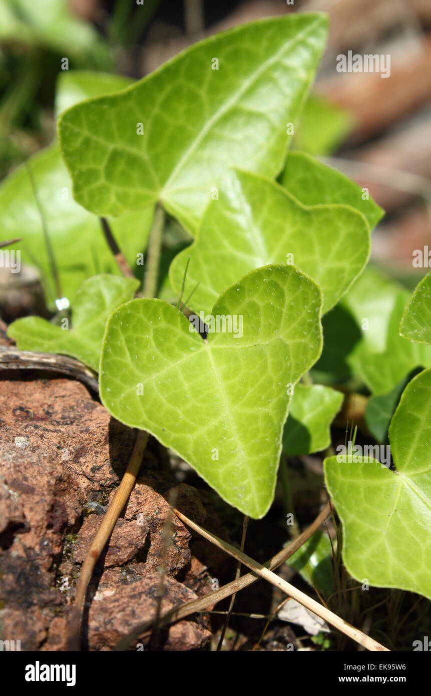 Green ivy leaves with veins Stock Photo