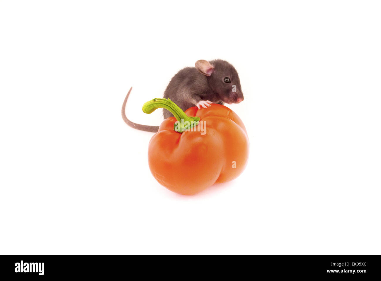 domestic rat and pepper isolated on white Stock Photo Alamy