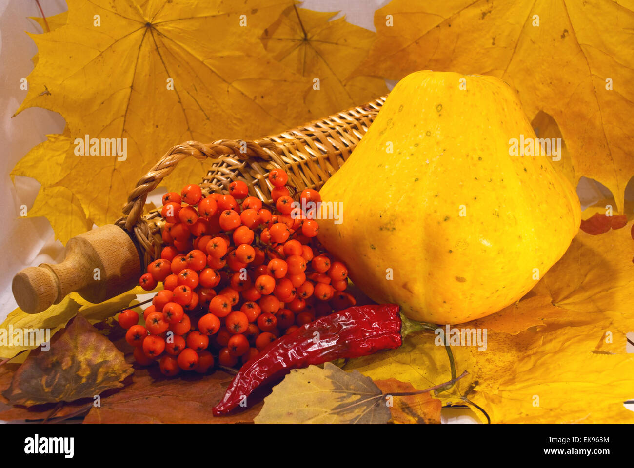 Autumn still-life of scallops and rowan Stock Photo