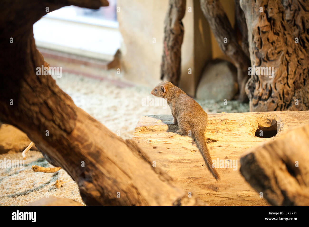 mongoose sitting in a tree Stock Photo Alamy