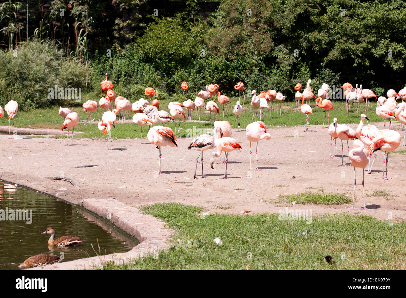 Flamingos on the beach hi-res stock photography and images - Alamy