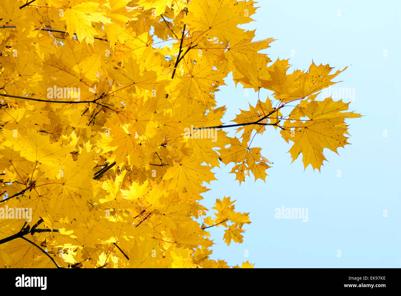 yellow leaves against the blue sky Stock Photo - Alamy