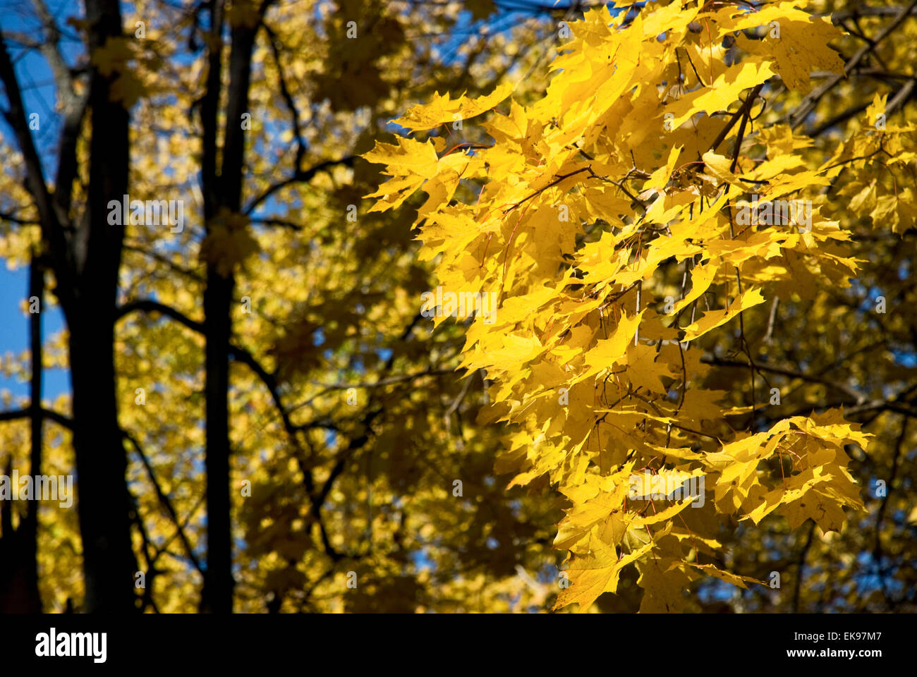 yellow leaves against the blue sky Stock Photo - Alamy