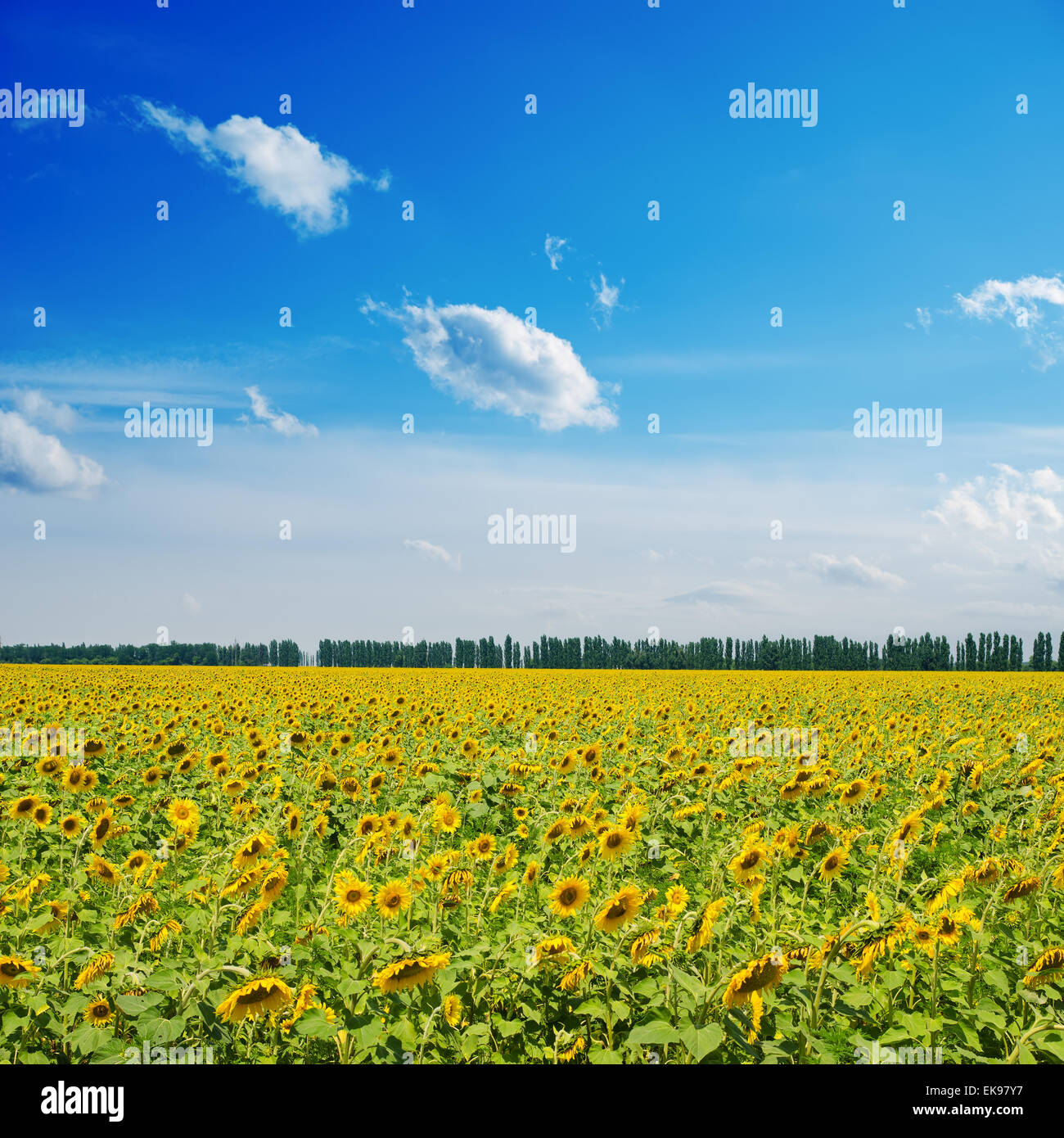 sunflowers on field under cloudy sky Stock Photo - Alamy