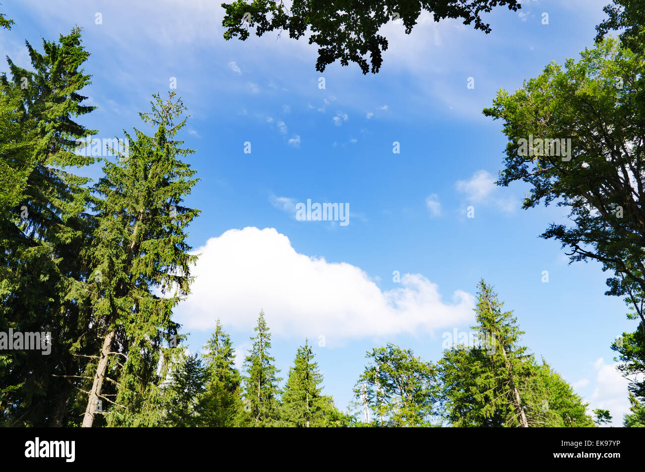 pine forest under cloudy blue sky in mountain Stock Photo - Alamy