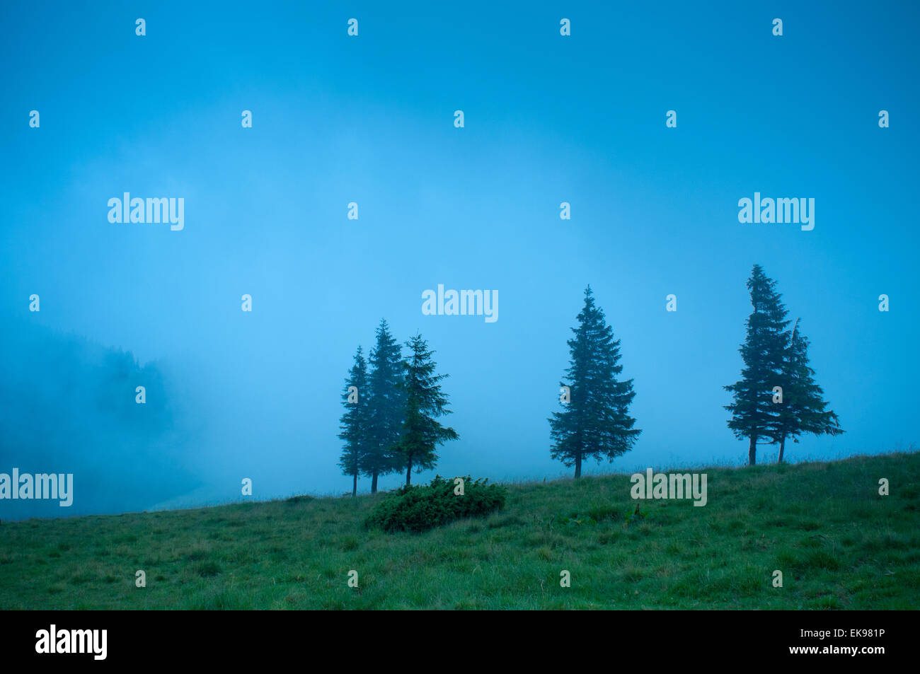 Foggy morning landscape with pine tree highland forest at Carpathian ...