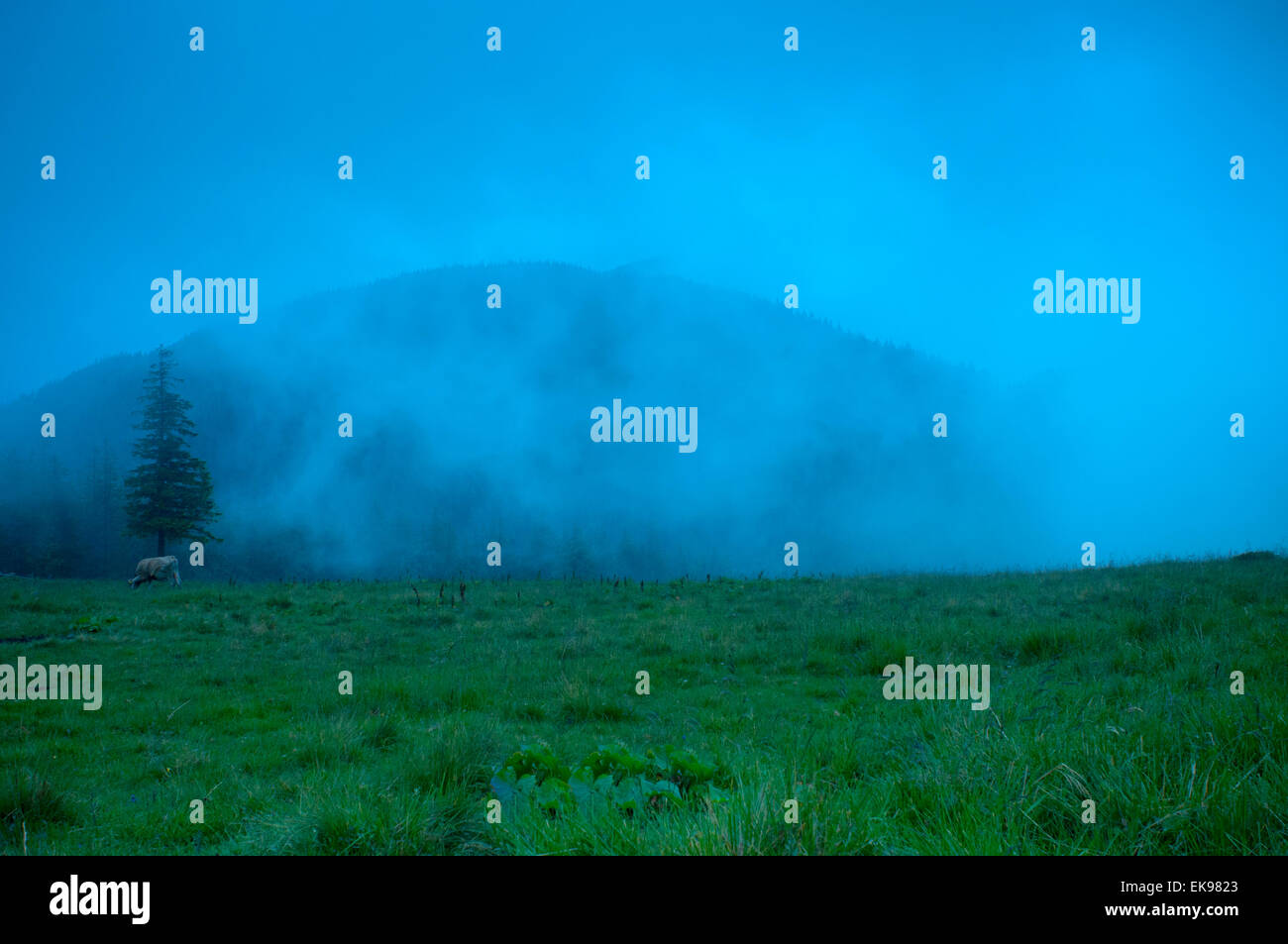 Foggy morning landscape with pine tree highland forest Stock Photo - Alamy