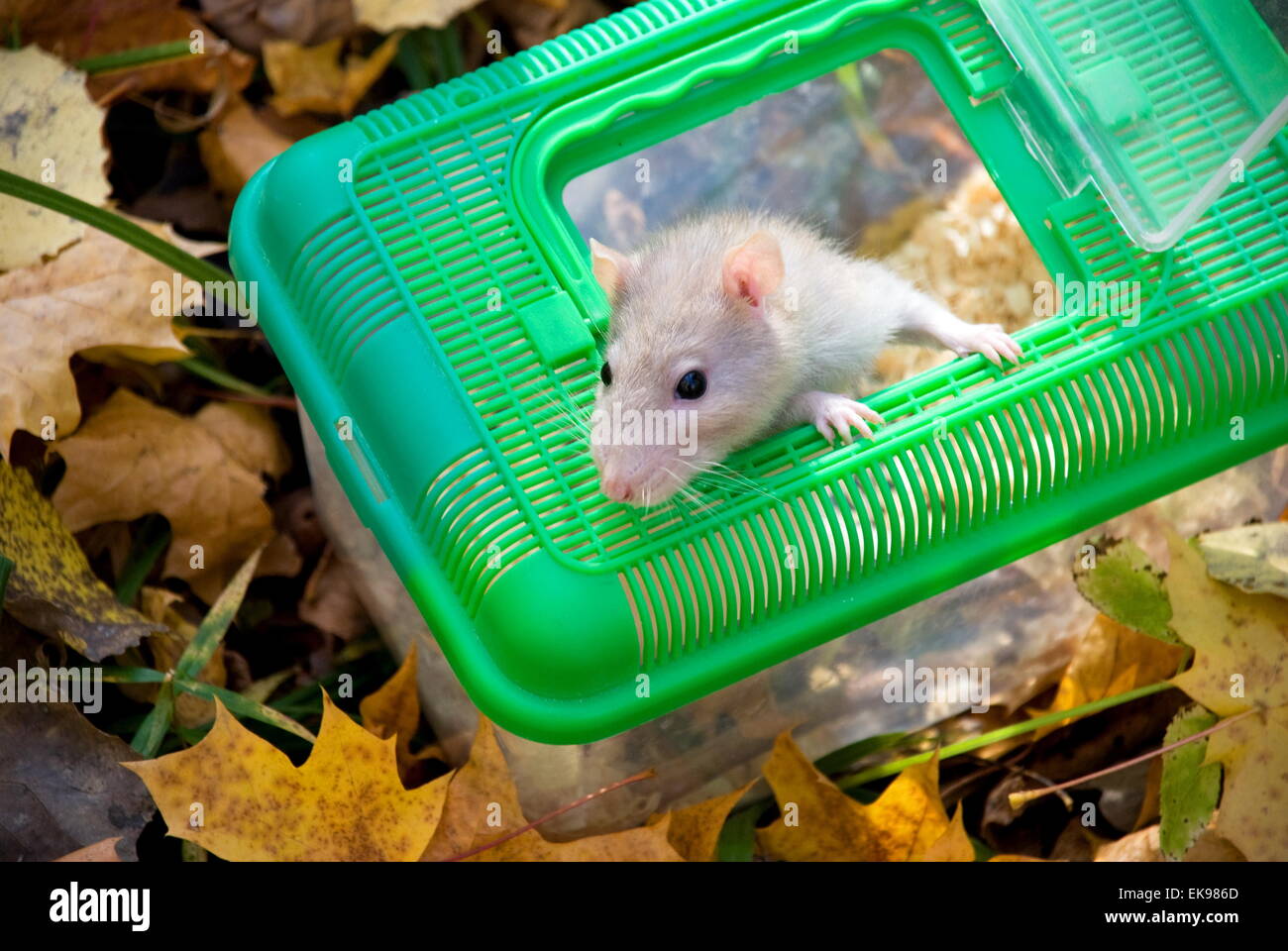 domestic rat in the woods Stock Photo