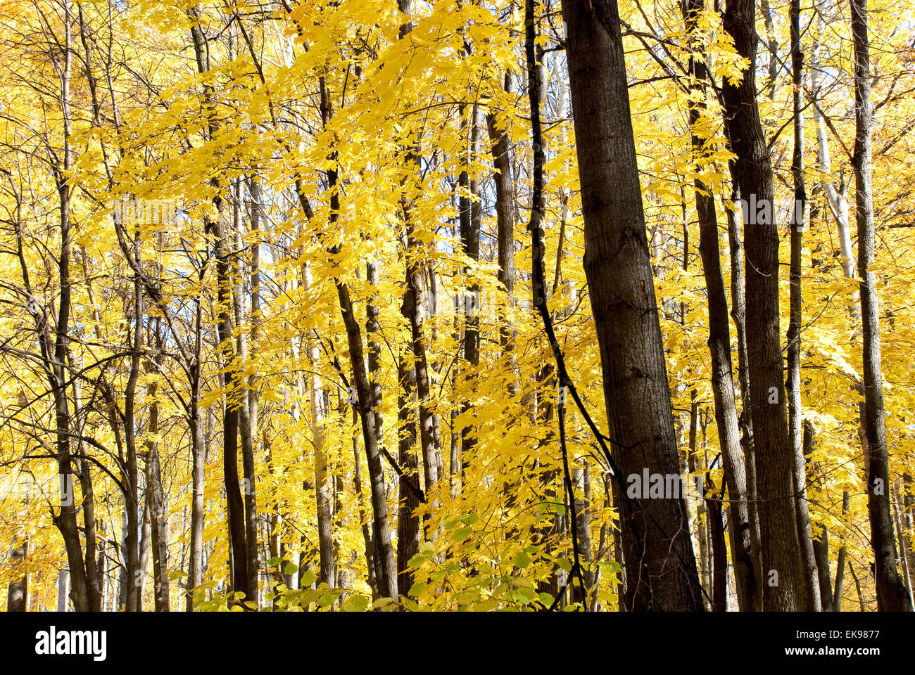 trees in autumn forest Stock Photo - Alamy