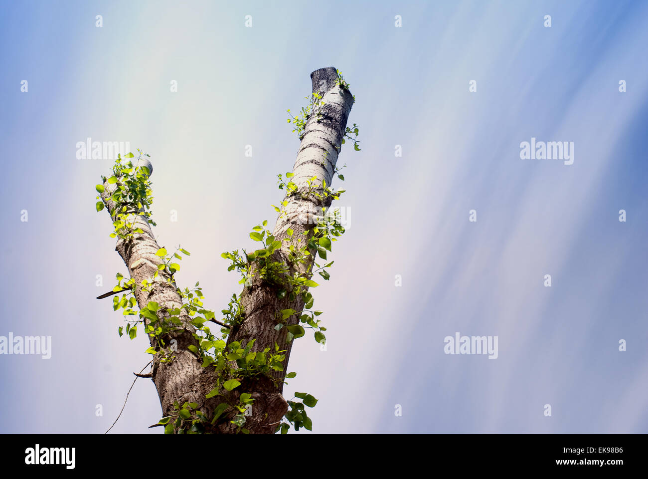 V shaped tree hi-res stock photography and images - Alamy