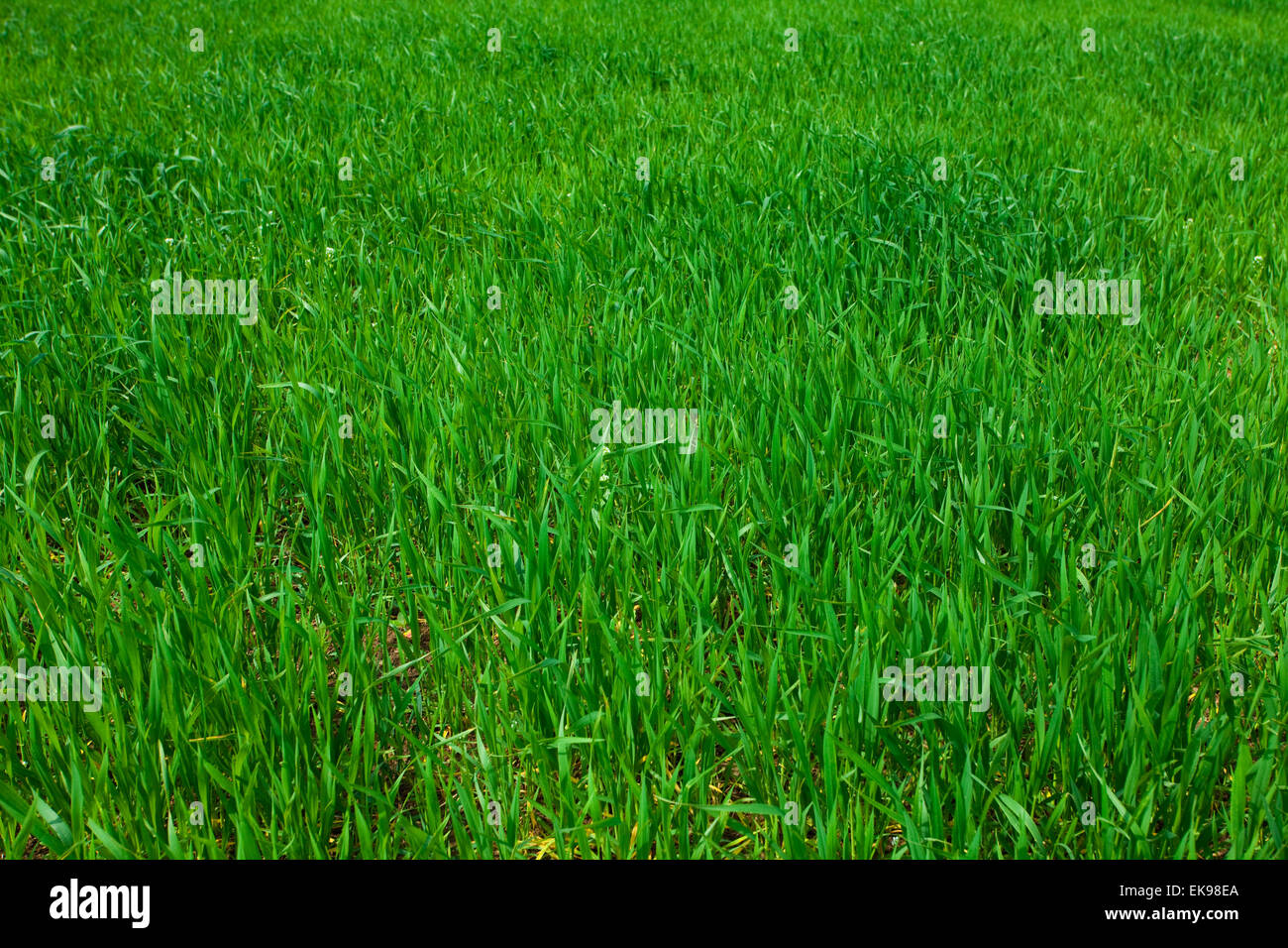 background of green grass Stock Photo - Alamy