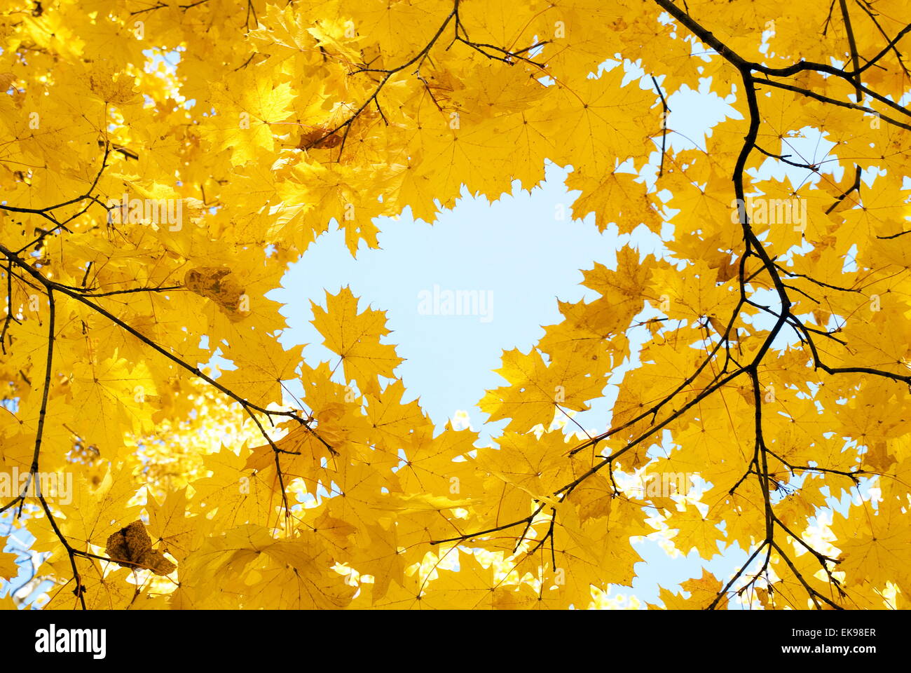 trees in autumn forest Stock Photo - Alamy