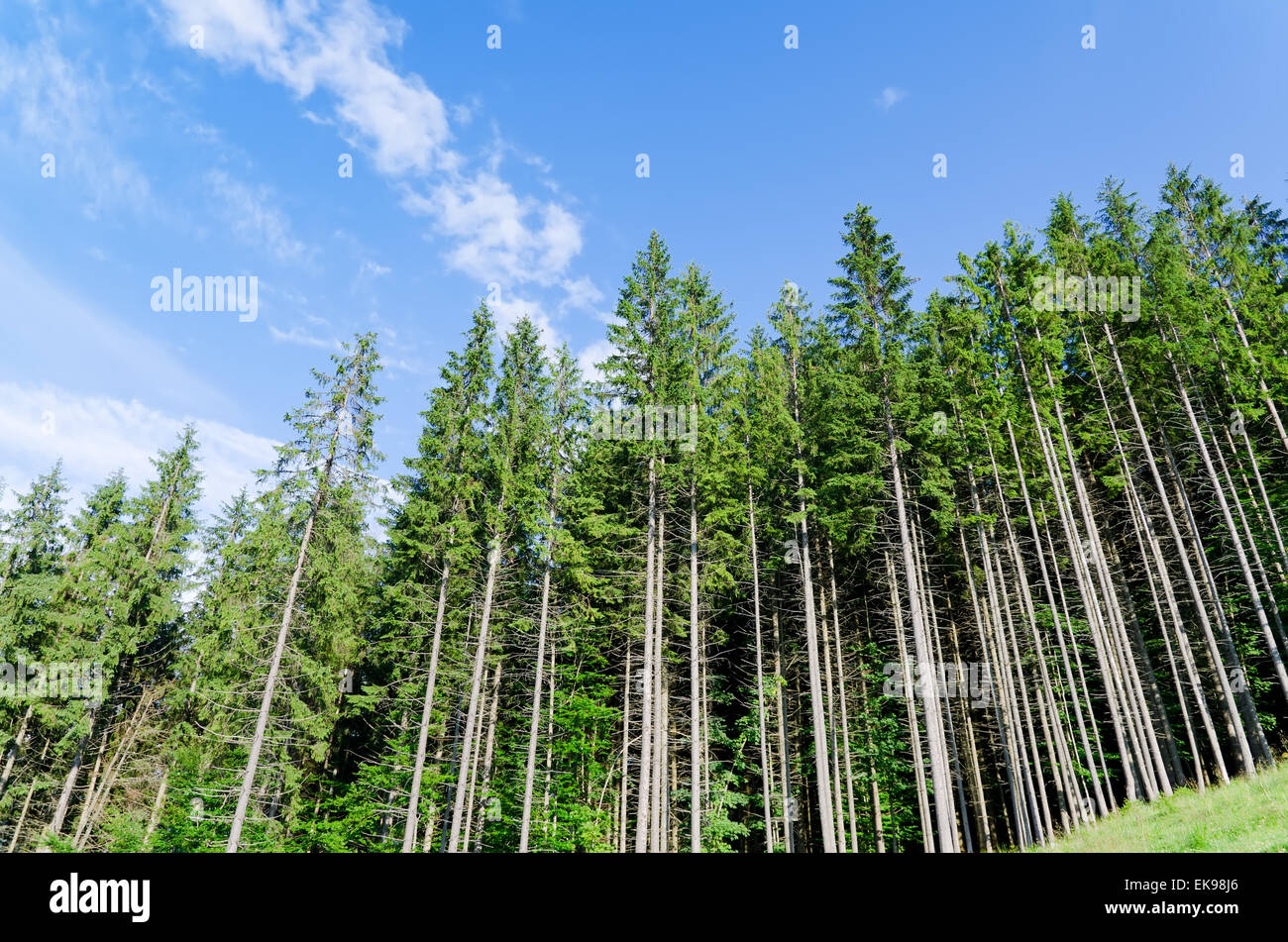 pine forest under cloudy blue sky in mountain Stock Photo - Alamy